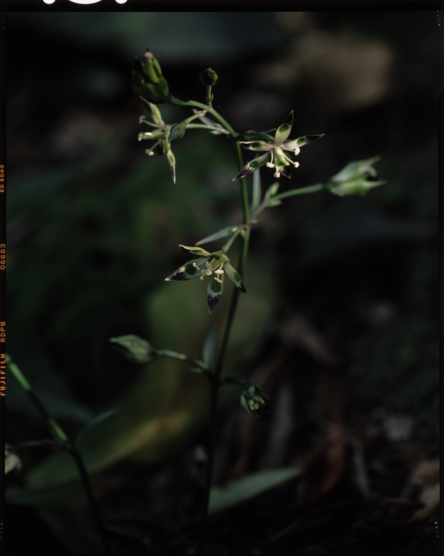 Myoporum bontioides